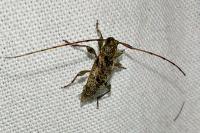 Leiopus femoratus