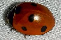 Coccinella septempunctata