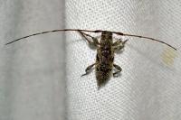 Leiopus femoratus