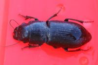 Acinopus picipes
