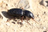Acinopus picipes