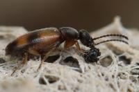 Anthicus antherinus