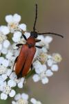 Stictoleptura rubra