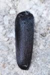 Prionus coriarius