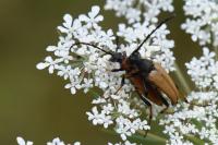 Stictoleptura rubra