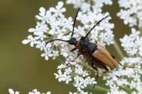 Stictoleptura rubra