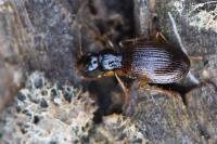 Oxypselaphus obscurus