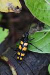 Leptura quadrifasciata