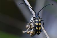 Leptura quadrifasciata