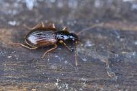Oxypselaphus obscurus