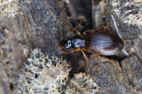 Oxypselaphus obscurus