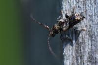 Pogonocherus hispidus