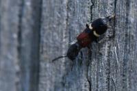 Tilloidea unifasciata