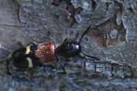 Tilloidea unifasciata