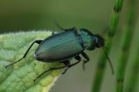 Poecilus cupreus