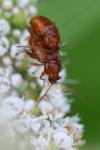 Sphaeroderma