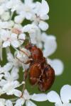 Sphaeroderma
