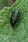 Poecilus cupreus