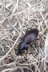 Carabus nemoralis