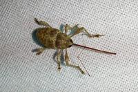 Curculio elephas