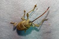 Curculio elephas