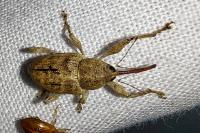 Curculio elephas