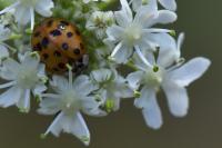 Harmonia axyridis