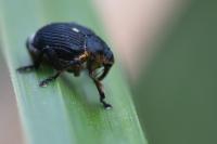 Mononychus punctumalbum