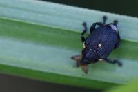 Mononychus punctumalbum