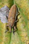 Lixus ochraceus