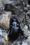 Agonum