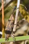 Lixus iridis