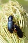 Ophonus ardosiacus