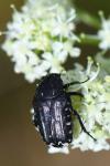 Oxythyrea funesta