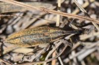 Lixus iridis