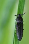 Cidnopus pilosus