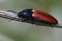 Ampedus