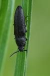 Cidnopus pilosus