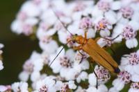 Oedemera podagrariae