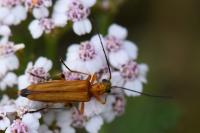 Oedemera podagrariae