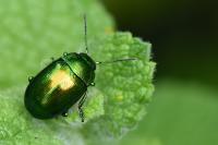 Chrysolina herbacea