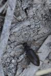 Scraptia dubia