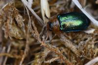 Sermylassa halensis