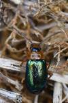 Sermylassa halensis