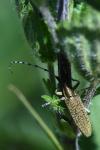 Agapanthia villosoviridescens