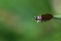 Scraptia dubia