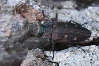 Chrysobothris affinis