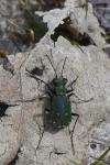Cicindela campestris