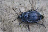 Phosphuga atrata
