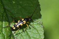 Leptura quadrifasciata